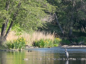 Peaceful Morning on the American RIver