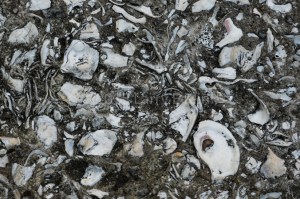 Sidewalk, Savannah, GA. JUN 2015