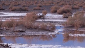 Death Valley, CA OCT 2015. A playa is a lake bed in the desert that has no outbound drainage; water flows in but not out. What water doesn't soak into the floor evaporates leaving salt and mineral deposits. In this playa, near Mesquite Dunes, water was standing from the previous day's storm.