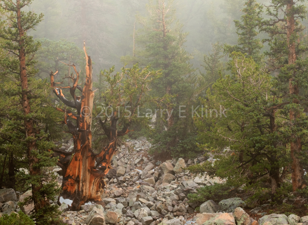 Great Basin National Park, NV, OCT 2015 