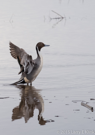 Pintail Duck