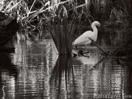 Snowy Egret