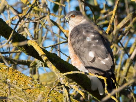 20160209-Wm-Pond-Park-043-WEB