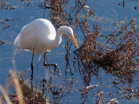 20160209-Wm-Pond-Park-047-WEB