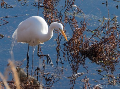 20160209-Wm-Pond-Park-047-WEB