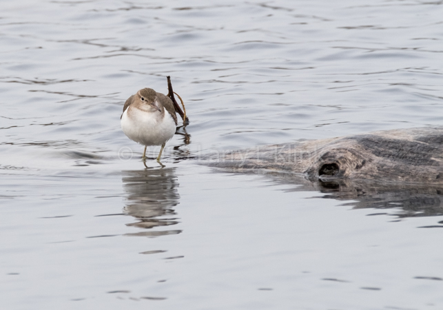 Mountain Plover - Winter Plummage