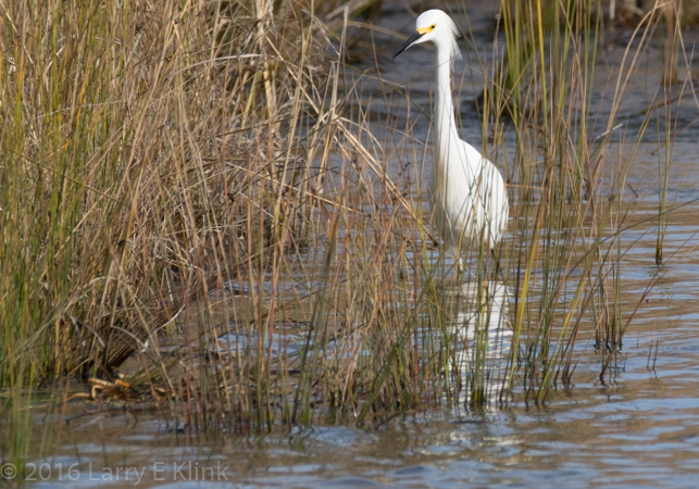 Snowy Egret