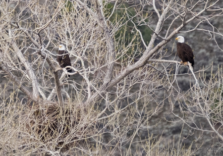 Bald Eagles in Nesting Tree