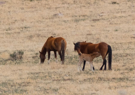Wild Colt Nursing