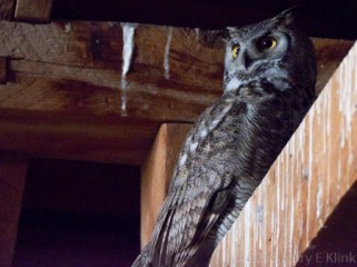 Great Horned Owl