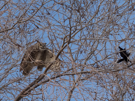 Great Horned Owl Chasing a Magpie