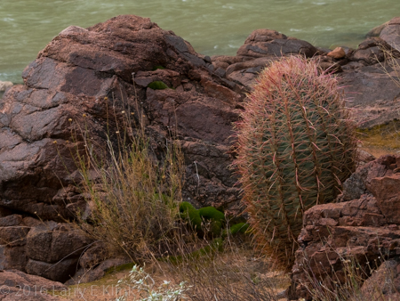 Barrel Cactus Dotting the Hillside