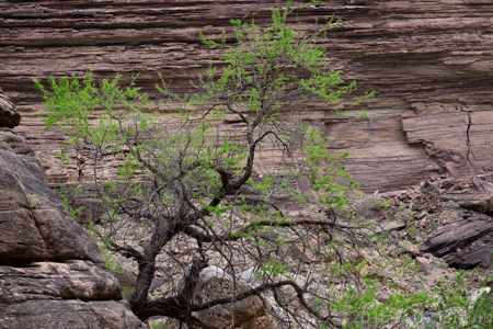 Grand Canyon National Park, MAY 2016