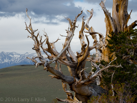 Bristlecone Pine