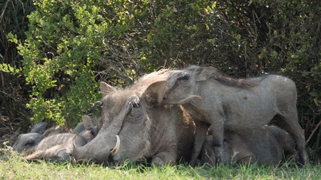 Momma Warthog and Babies