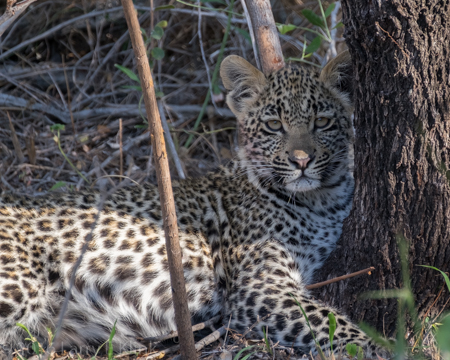 Karula's Unnamed Cub