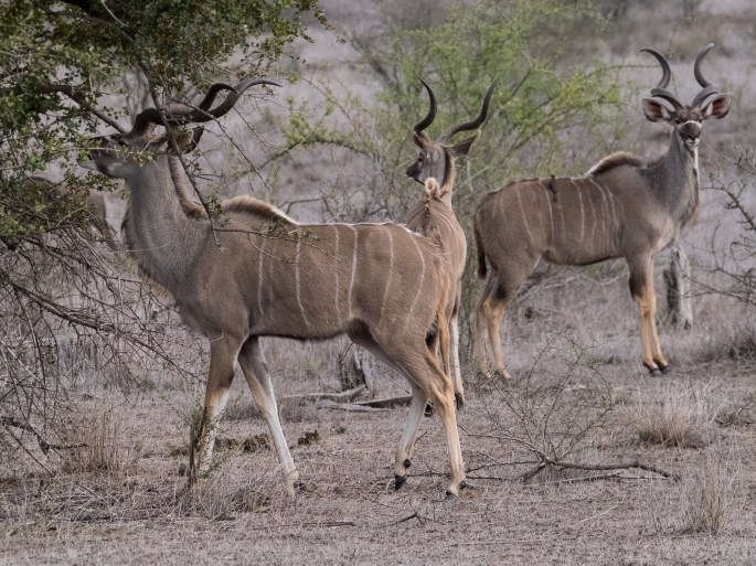 Kudu