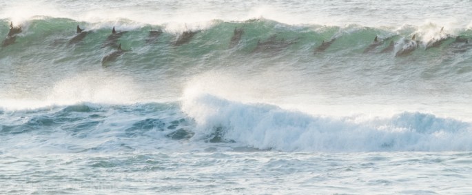 Dolphins in the Surf