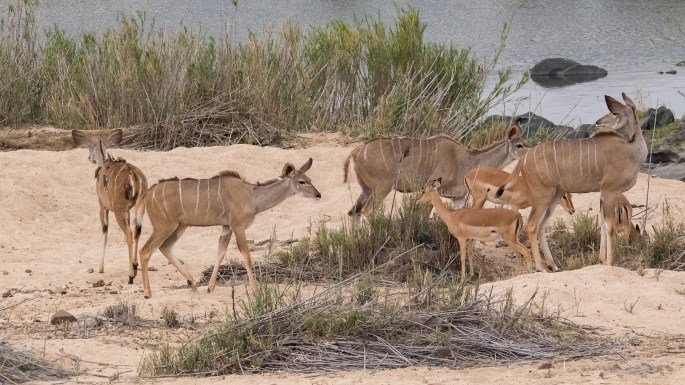 Kudu and Impala