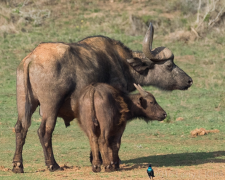 Cape Buffalo - P2