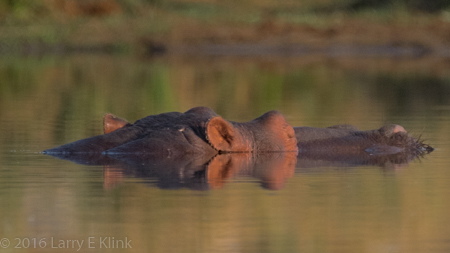 Hippo in Reflection