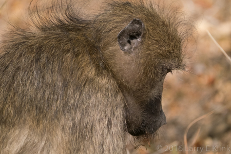 Pensive Baboon