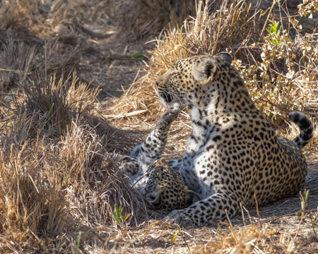 Karula with Unnamed Cub