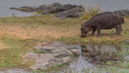 Foraging Hippo