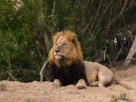 Male Lion