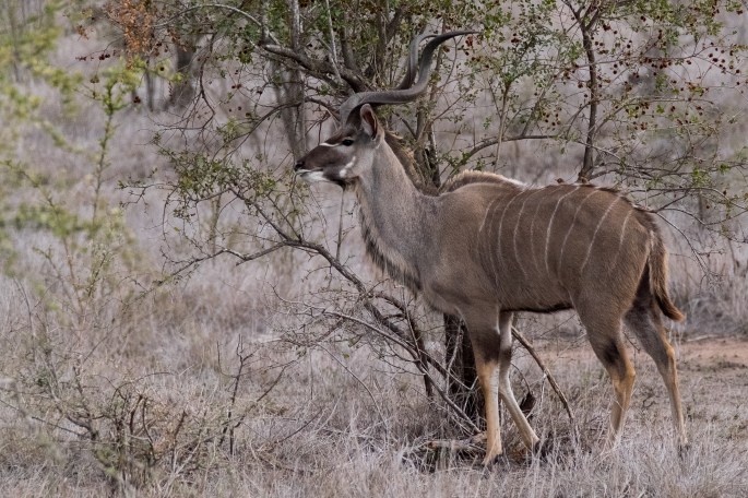 The Male Kudu -P1