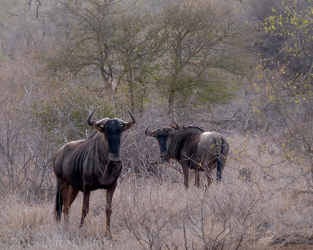 20160831-south-africa-2066-web