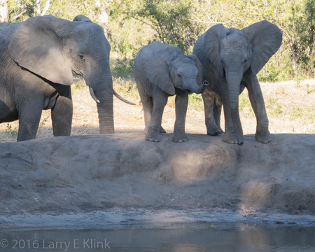 Calf at the Water Hole