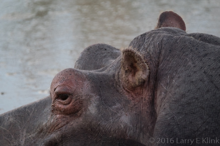 A Pensive Hippo