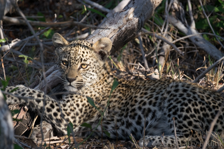 Karula's Unnamed Cub