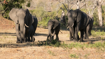 Coming to the Water Hole - P2