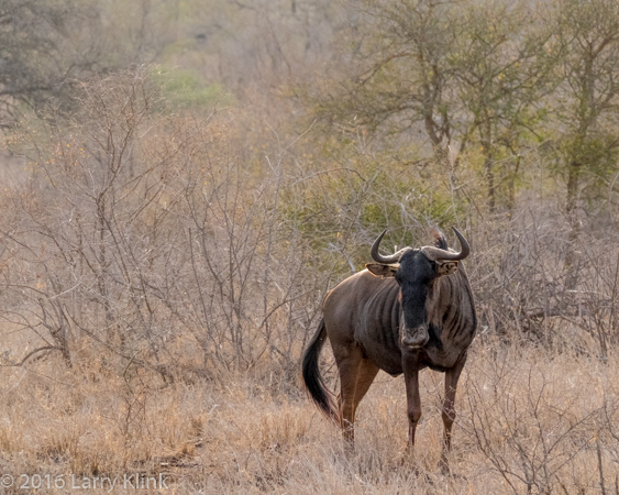Wildebeest (Gnu) - P4
