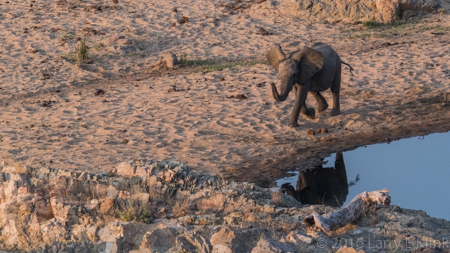 Along the Game Trail - P2