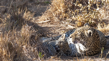 Karula with Unnamed Cub