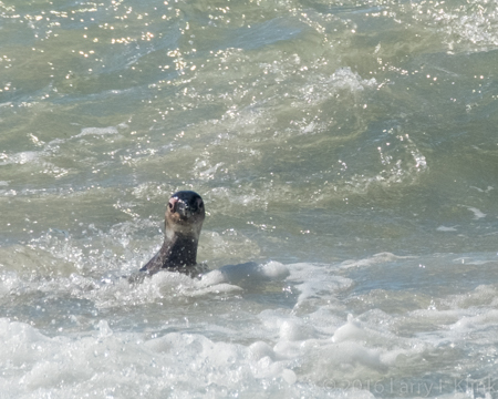 African Penguin - Perspective 4