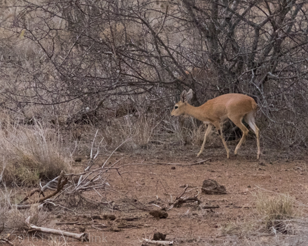 Steenbok - Perspective 1