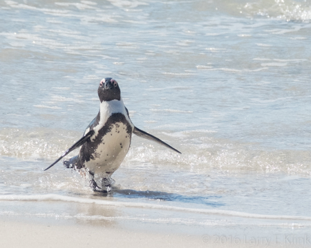 African Penguin - Perspective 2