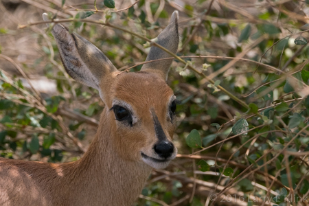 Steenbok - Perspective 2