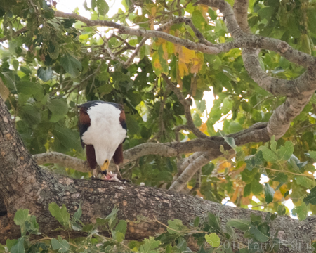 African FIsh Eagle Feeding - Perspective 1