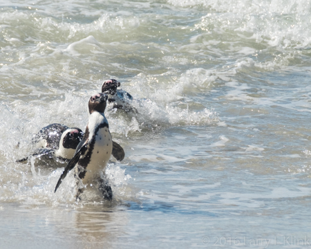 African Penguin - Perspective 5
