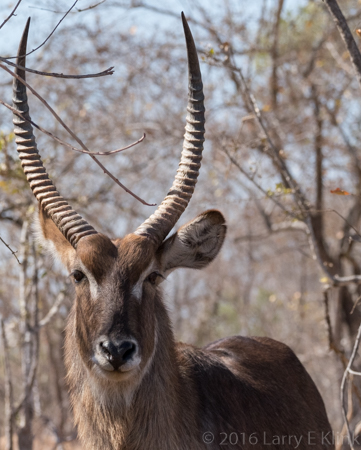 Waterbuck - Perspective 2