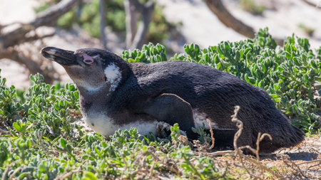 African Penguin - Perspective 6
