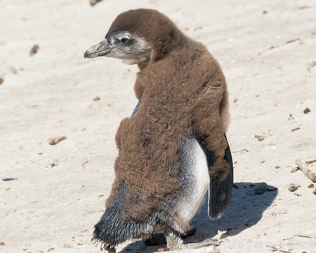 African Penguin - Perspective 1