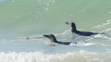 African Penguin - Perspective 3