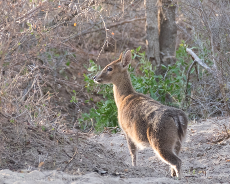 Duiker
