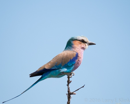 Lilac Breasted Roller